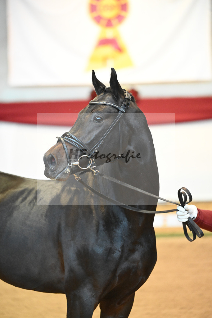 Kat-Nr. 47 So Perfect x Quaterback_Wadenspanner_43231490 | hf-fotografie - Realisiert mit Pictrs.com