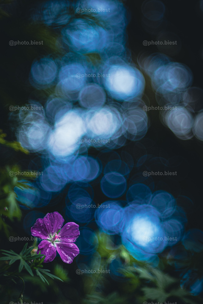IMGC6609 | photobiest - Realisiert mit Pictrs.com