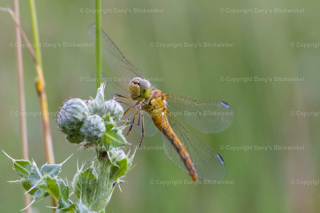202018 | Tierfotografie, Tierkalender, Tierbilder, Insekten, Spinnen, Vögel, Schmetterling, Libellen, Leinwand, Colorkey, Qualität, Geschenkartikel, Geschenk - Realisiert mit Pictrs.com