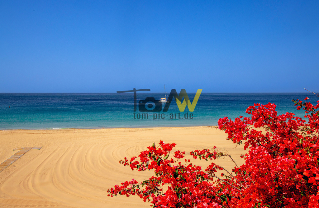 Der Strand von Morro Jable eingerahmt in feuerrote Blüten- | Beinahe unendlich weit, feiner Sand , breit ohne Ende - toller türkisblauer Ozean.  - Realisiert mit Pictrs.com