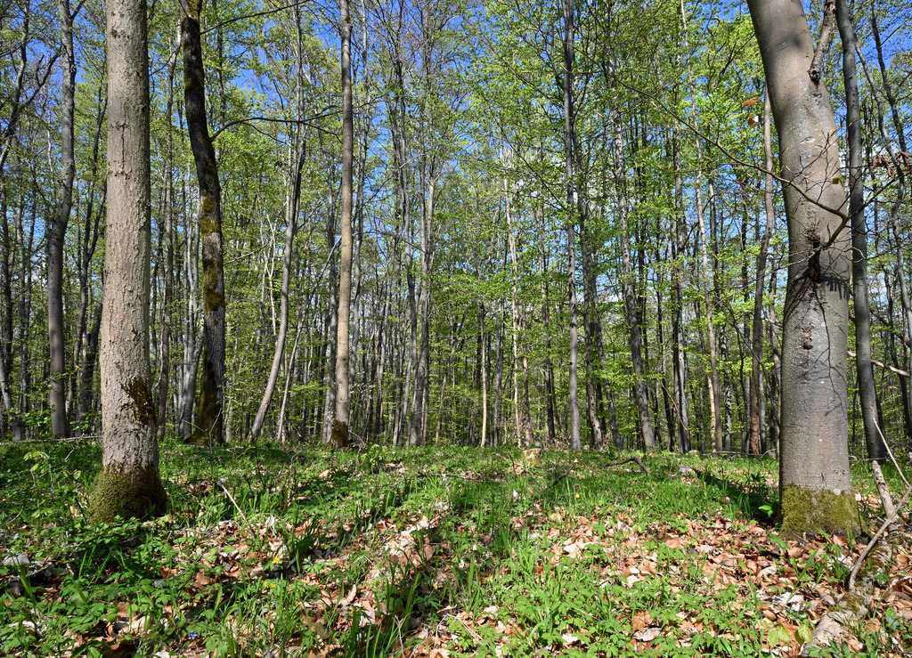Wald05 | lucisnaturbilder - Realisiert mit Pictrs.com