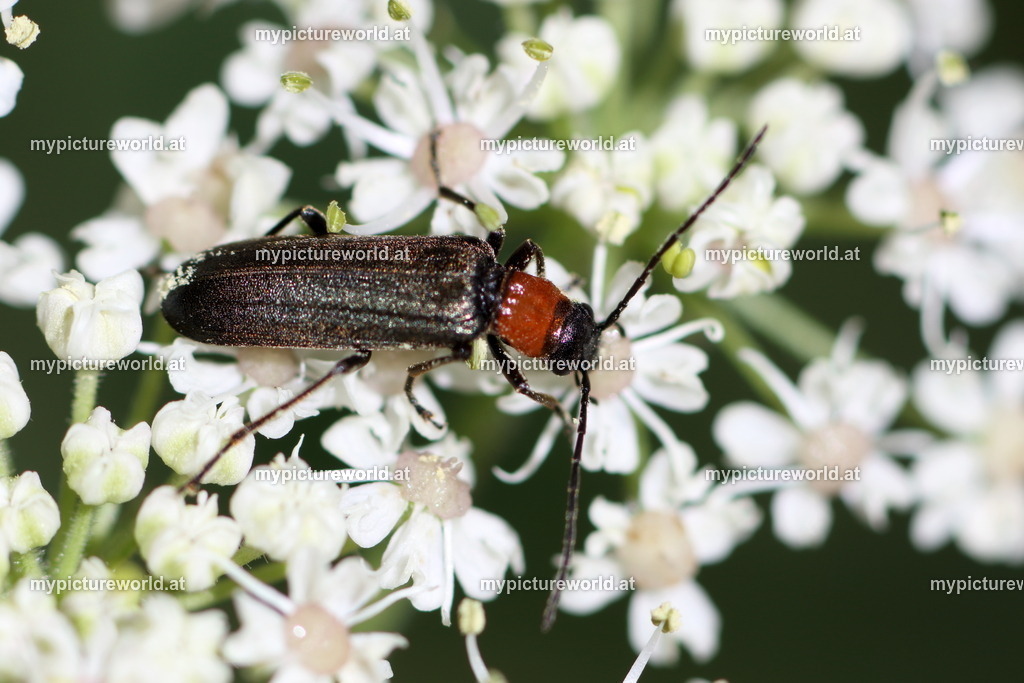 Anogcodes fulvicollis-002 | Das Bilderarchiv über Tiere, Planzen und Landschaften. In der Bilddatenbank finden Sie ein große Auswahl an hochwertigen Bilder für Ihre Werbung - Realisiert mit Pictrs.com