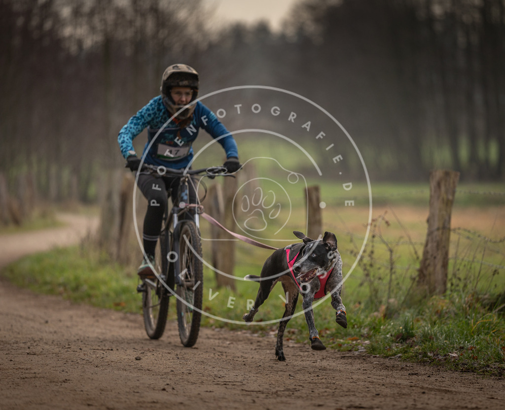 Pfotenfotografie_DV3A1899 | Hundefotografie, Tierfotograf, Pfotenfotografie, Fotoshooting Hund, Hunde Portrait, Hundesport, Hundeportraits, Heideshooting, Hunde, Sportfotograf, Hundefotograf, Turnierhundsport, THS,  - Realisiert mit Pictrs.com