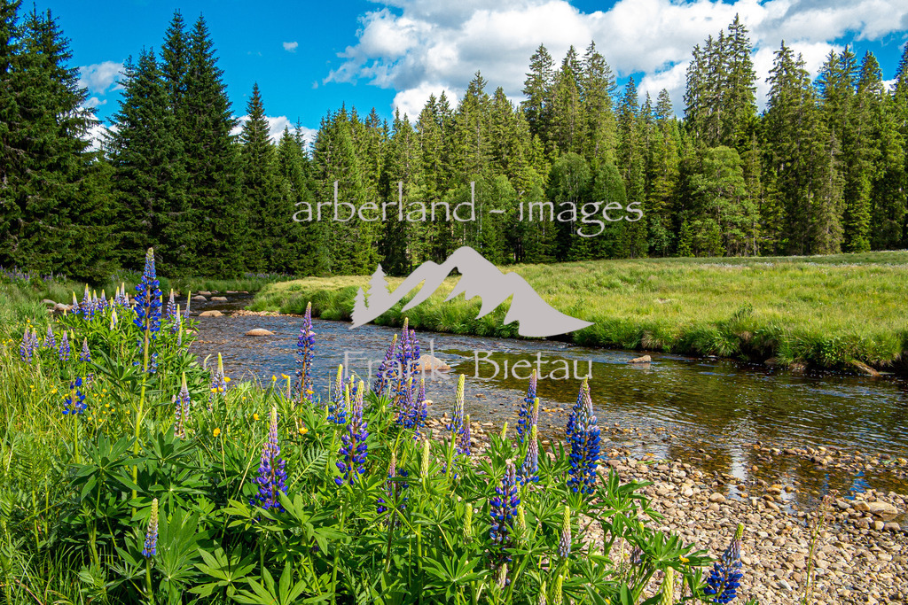 IMG_7104 | die noch junge Moldau fließt durch den Böhmerwald