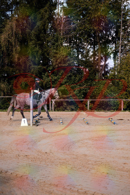 2026_10_03_Siefer-Hof_145033_Z81_28444921 | Professionelle Reitsport-, Turnier- und Eventfotografie von Robert Broda. Galerien mit ausgewählten und bearbeiteten Bildern direkt online ansehen und bestellen.