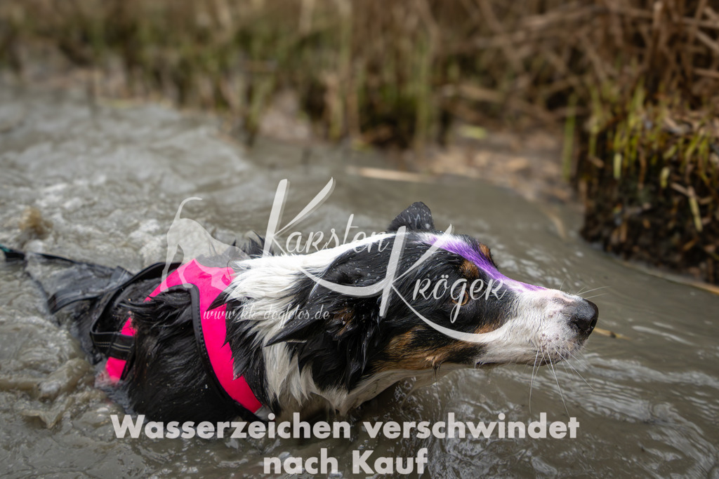 1247_ZZ91003 | kk-dogfotos