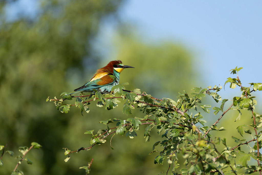 Der Bienenfresser | Der Bienenfresser ist zweifellos einer der auffälligsten und farbenprächtigsten Vögel Europas, der durch sein exotisches Aussehen an Vögel aus tropischen Regionen erinnert. Er gehört zur Familie der Bienenfresser (Meropidae), von denen er die einzige Art ist, die regelmäßig in Europa brütet. - Realisiert mit Pictrs.com