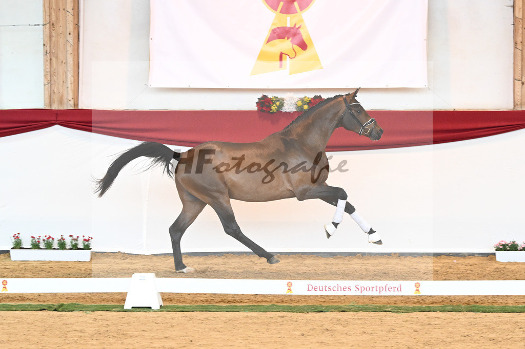 Kat-Nr. 55 Va Bene x Goldberg_Kuntz_43230576 | hf-fotografie - Realisiert mit Pictrs.com