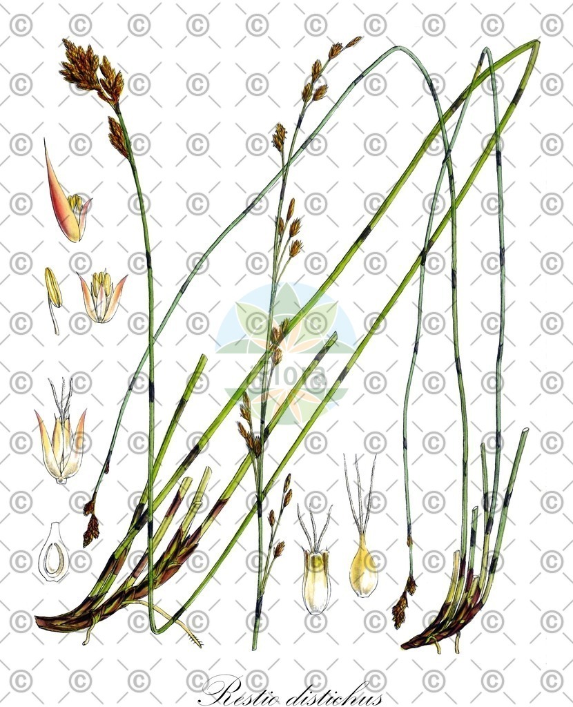 HistAbb_wfo-0000295718_1_ENZY_Simple | Historische Abbildung von Restio distichus - Restionaceae | Historical Illustration of Restio distichus - Restionaceae