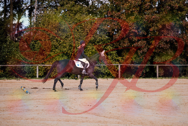 2026_10_03_Siefer-Hof_145847_Z81_40566133 | Professionelle Reitsport-, Turnier- und Eventfotografie von Robert Broda. Galerien mit ausgewählten und bearbeiteten Bildern direkt online ansehen und bestellen.