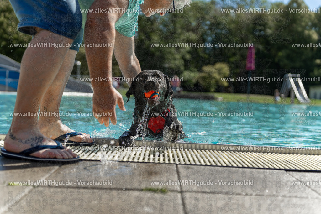 Hundeschwimmen_Volksbad_2026-allesWIRTHgut_Tierfotografie-2609061240-115003-7R500105 | Professionelle Tierfotografie in Mönchengladbach von Daniel Wirth (allesWIRTHgut). Liebevolle & natürliche Bilder von Hunden & Katzen für unvergessliche Erinnerungen.