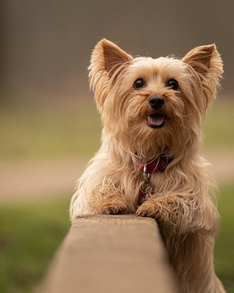 allesWIRTHgut Tierfotografie - 20210227-_AWG0388-Bearbeitet | Professionelle Tierfotografie in Mönchengladbach von Daniel Wirth (allesWIRTHgut). Liebevolle & natürliche Bilder von Hunden & Katzen für unvergessliche Erinnerungen.