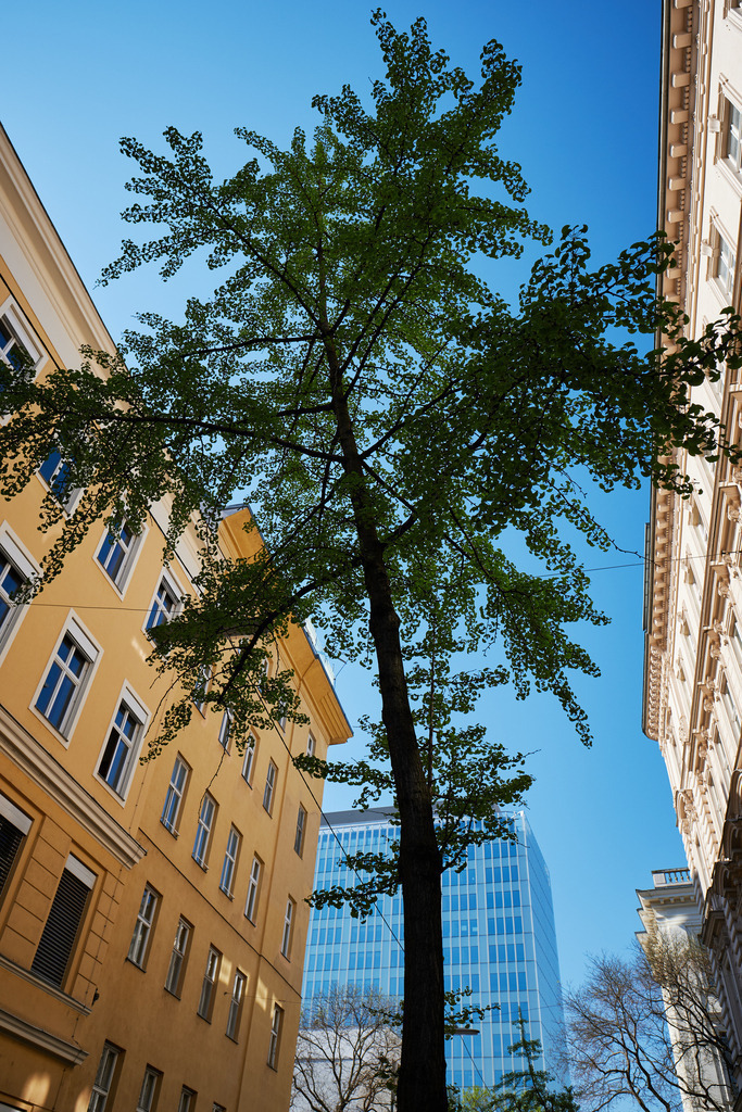 Bäume in Strassen und Gassen | Wien, Austria - April 22, 2020: Wiener Innenstadt-Grünes Wien; Bäume in Strassen und Gassen. - Realisiert mit Pictrs.com