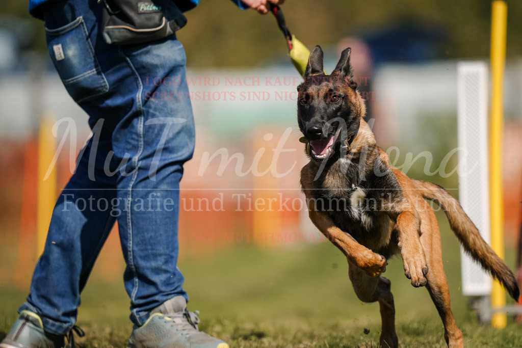20250928_Hunderennen-697 | MuT (Mensch und Tier) mit Mona - Fotografie und Tierkommunikation - Realisiert mit Pictrs.com