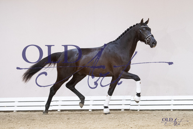 Secret _ Governor - Krack C 141 NLD003202110206 DSC_0173_s | <meta name="description" content="★Offizieller Merchandise und Foto-/Videostore des Oldenburger Verbandes.★ ✅Jetzt auch digital Ausdrucke erhältlich." />
<meta name="keywords" content="Merchandise Foto-/Videostore Oldenburger Verband Photographie 