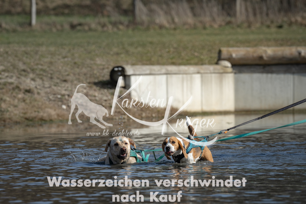 1341_ZZ97776 | kk-dogfotos