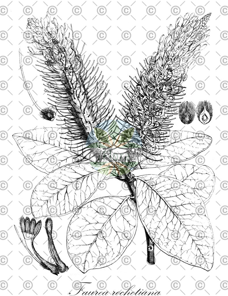 HistAbb_EMP_14979_7_ALPEN_Simple | Historische Abbildung von Faurea rochetiana - Proteaceae | Historical Illustration of Faurea rochetiana - Proteaceae