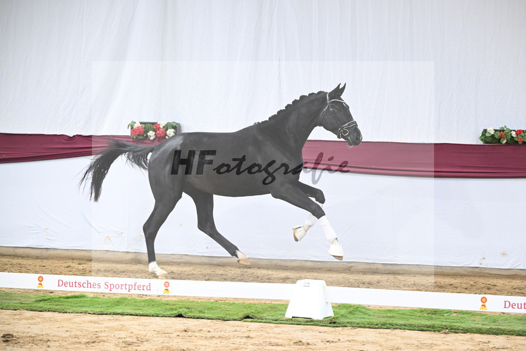 Kat-Nr. 61 Florent Blue Hors x St. Moritz Junior_ZG Kube u Holder_47252300 | hf-fotografie - Realisiert mit Pictrs.com
