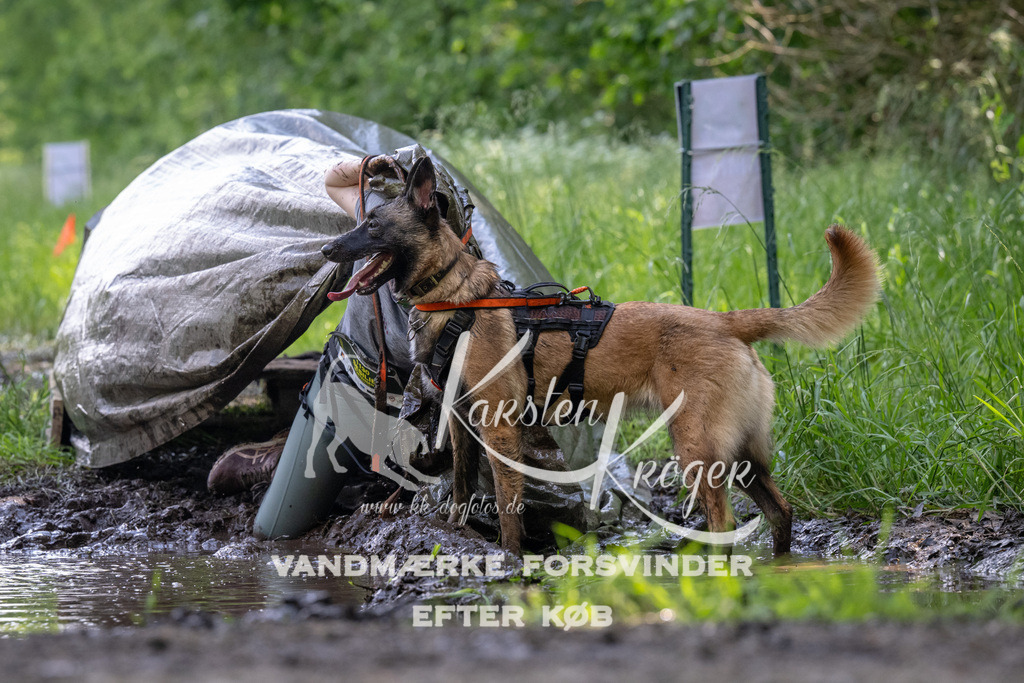 1157_ZZ90484 | kk-dogfotos