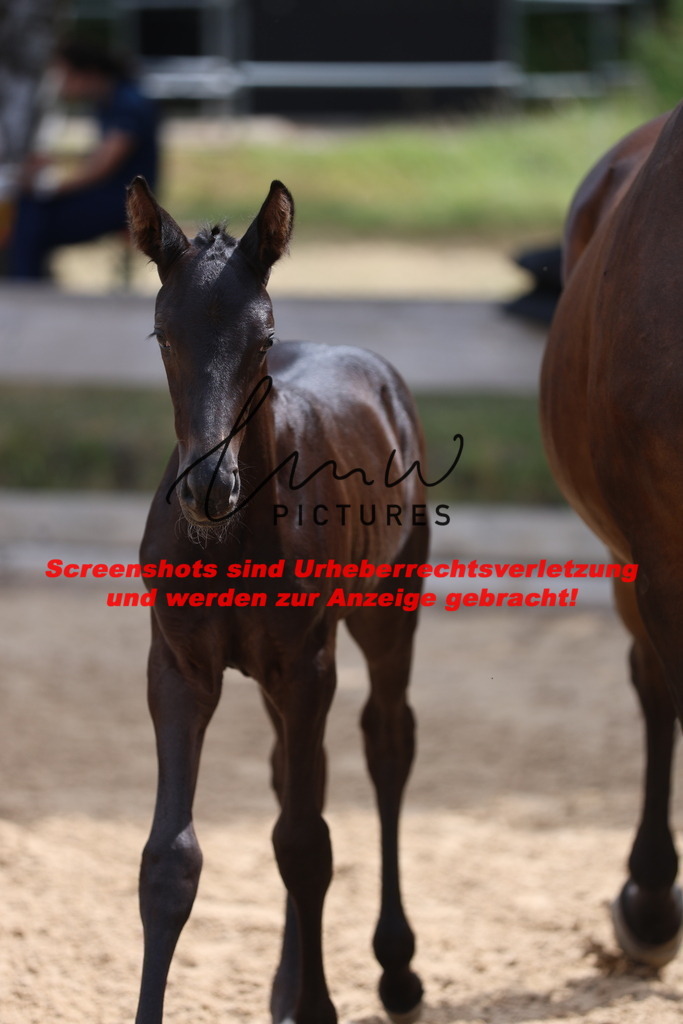 Fohlenschau_Schwäbisch_Hall_dressurbetonte_Fohlen_KN 52_14 | lmwpictures - Realisiert mit Pictrs.com
