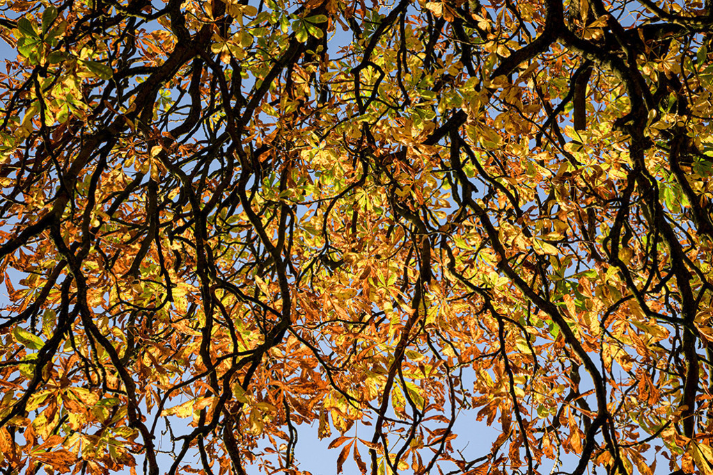 Kastanienblätter im Herbst | Beeindruckend nehmen sich die Kastanienblätter in diesem Herbstbild aus. Schwarze Äste und leuchtende Herbstfarben erzeugen eine immerwährende Faszination. — Auflösung des Originals: 8256 x 5504 px. - Realisiert mit Pictrs.com