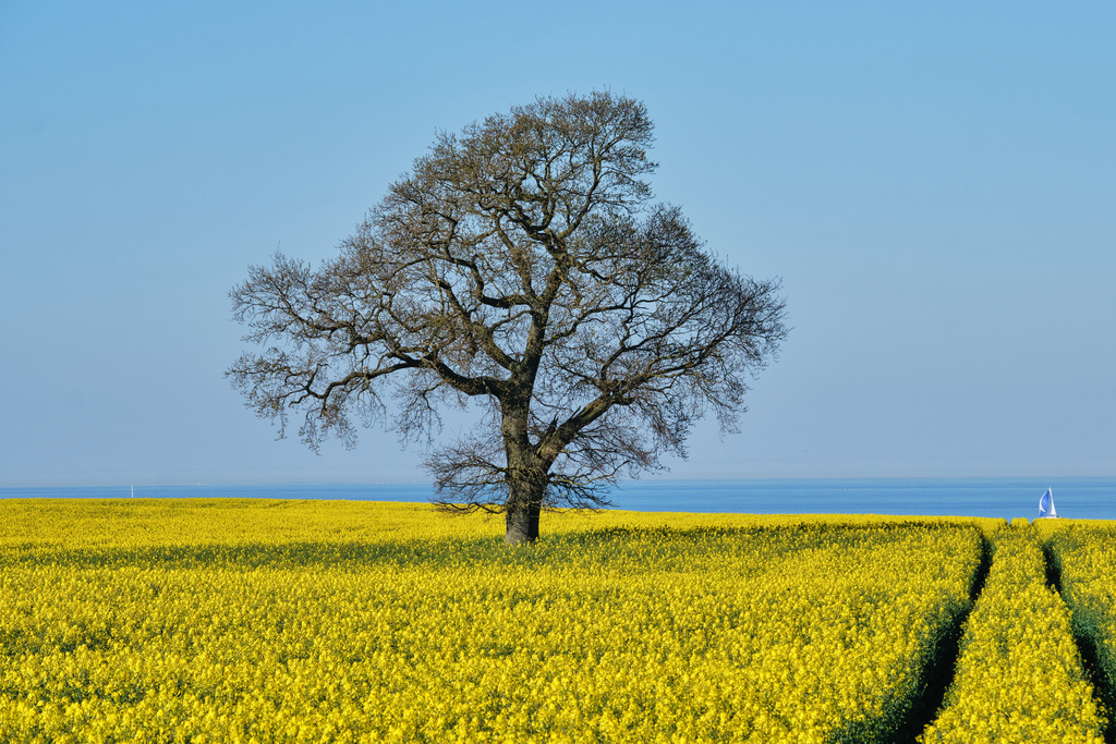 Baum im Raps_1 | Entdecken Sie hochwertige Fotoprodukte für Ihr Zuhause, Büro oder als besonderes Geschenk.rpixel.de bietet Ihnen exklusive Fotografien aus den Bereichen Natur, Landschaft und Motiven vom Meer.Einfach direkt im Online-Shop bestellen. - Realisiert mit Pictrs.com