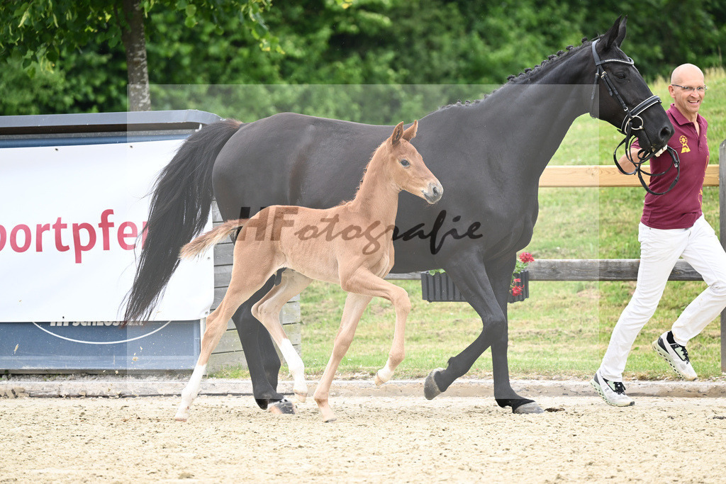 Kat-Nr. 41 HF DSP Va Bene_Lechl_17230933 | hf-fotografie - Realizzato con Pictrs.com