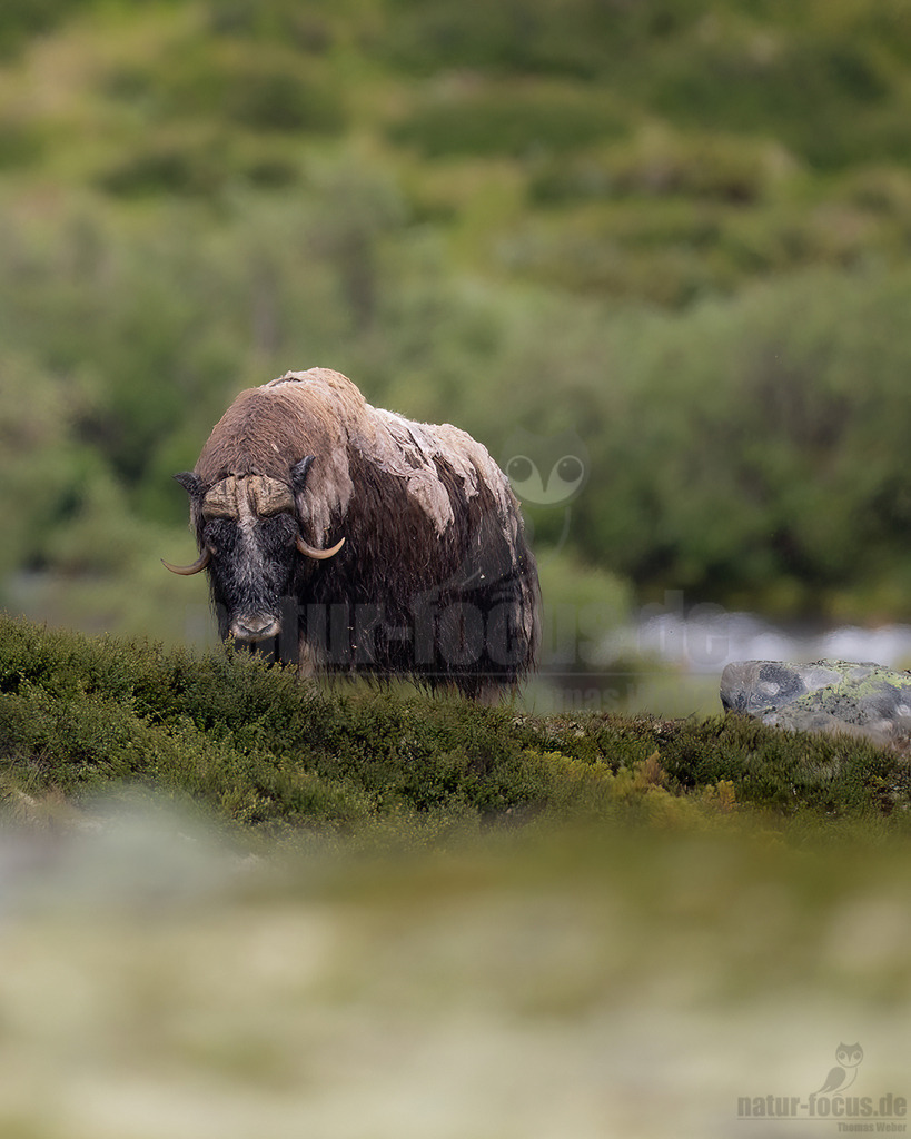 R5NF1488-20230727 | Der Moschusochse, auch als Bisamochse oder Schafsochse bezeichnet, ist ein Paarhufer aus der Unterfamilie der Antilopinae; innerhalb derer gehört er in die Verwandtschaftsgruppe der Ziegenartigen. - Realisiert mit Pictrs.com
