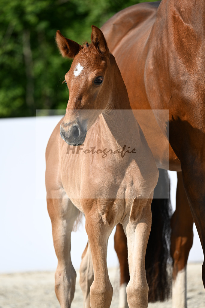 De Dembele x Benicio_SF_Schaff_13251872 | hf-fotografie - Realizzato con Pictrs.com