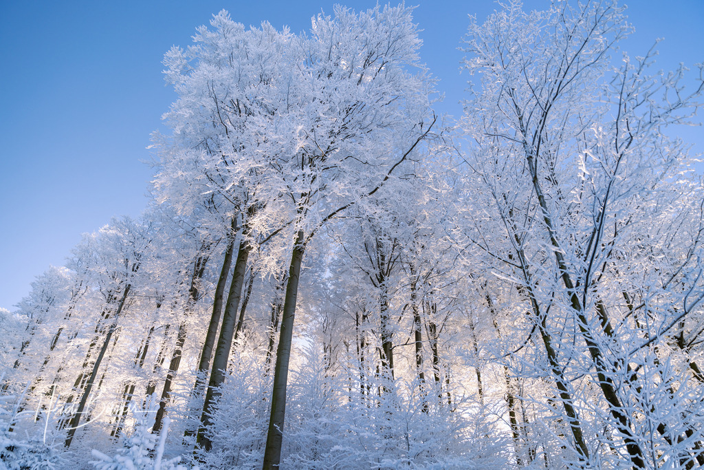 Winterlicher Buchenwald auf dem Hohen Knochen | Winterlicher Buchenwald auf dem Hohen Knochen - Realisiert mit Pictrs.com
