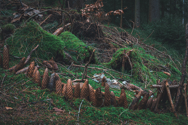 Bauwerk auf dem Waldboden | Professionelle Natur- & Landschaftsfotos als Poster, auf Leinwand & viele mehr. Wähle aus einer Vielzahl an Formaten & Materialien Dein perfektes Bild. - Realisiert mit Pictrs.com