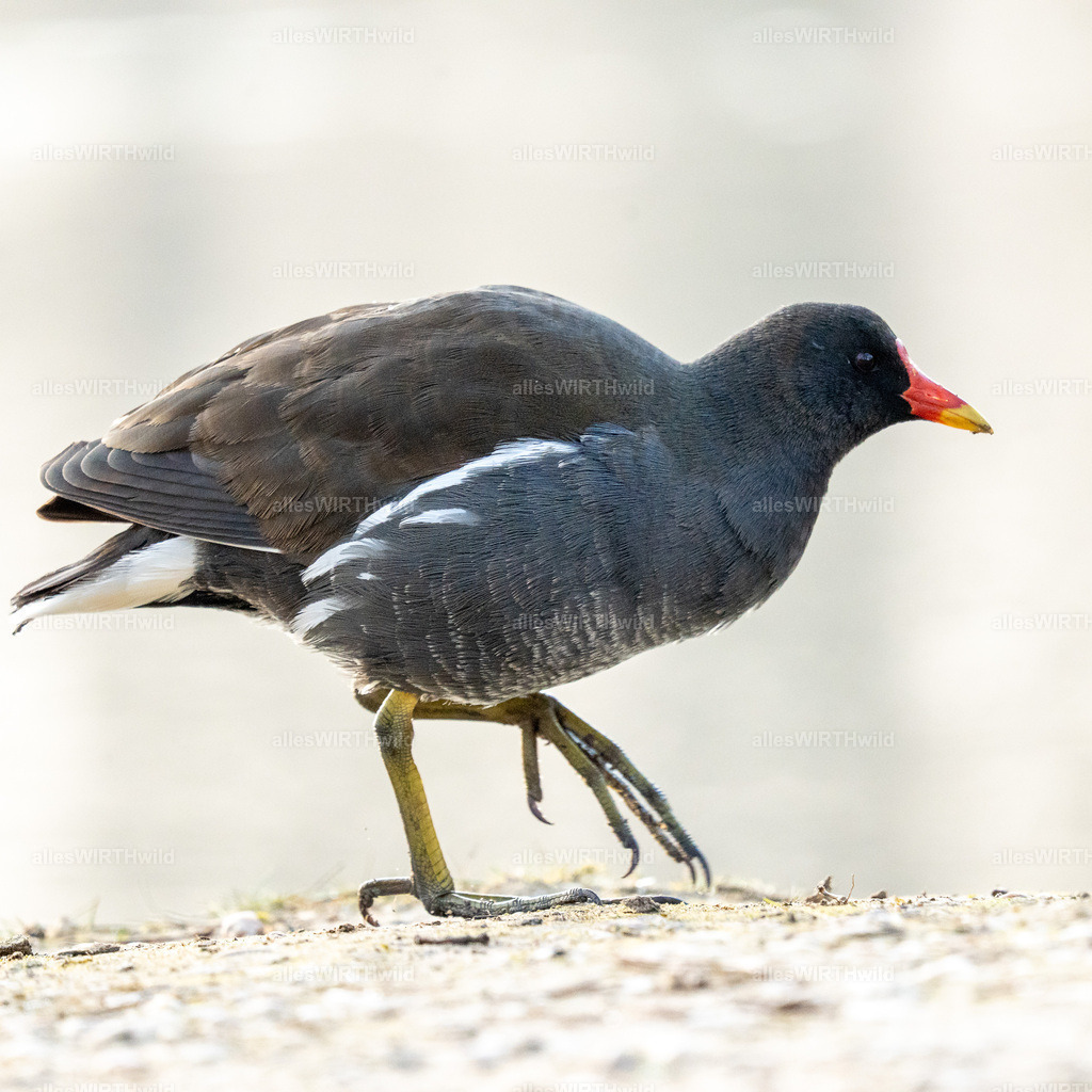 Daniel Wirth - www.allesWIRTHwild.de -7IV09015 | Entdecke die faszinierende Welt der Natur- und Wildlife-Fotografie von Daniel und Bärbel. Inspirierende Bilder von wilden Tieren und kleinen Naturwundern.