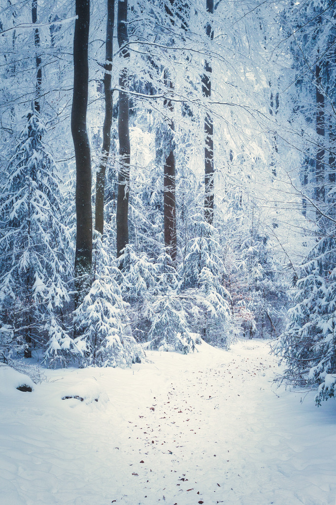 Winterwald | Art by Birgit Fotografie - Realisiert mit Pictrs.com