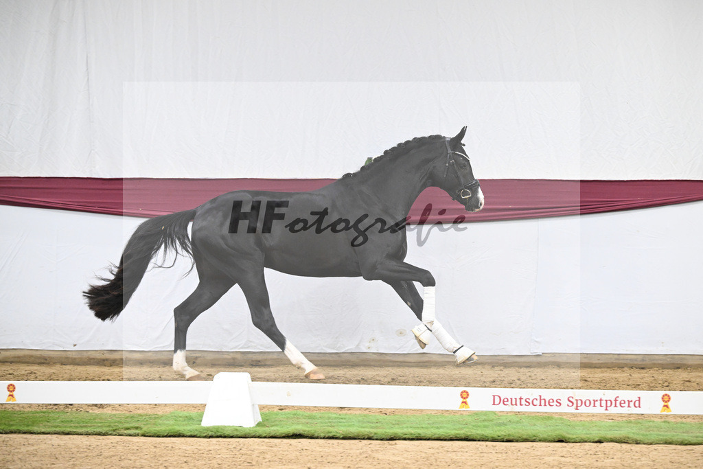 Kat-Nr. 130 Don Romance x Christ_Corinna Raedecke_47254115 | hf-fotografie - Realisiert mit Pictrs.com