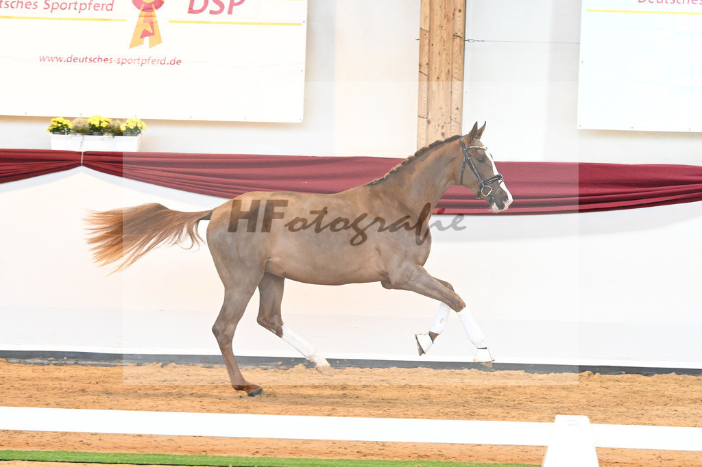 Kat-Nr. 5 v. Benicio_Wille_66221622 | hf-fotografie - Realisiert mit Pictrs.com