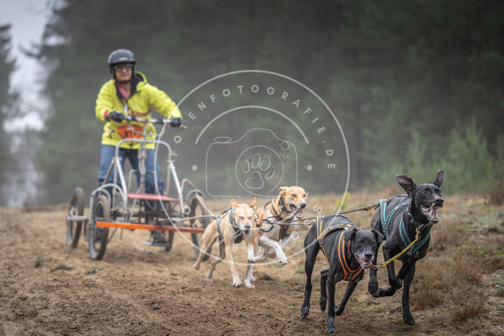 Pfotenfotografie_DV3A0406 | Hundefotografie, Tierfotograf, Pfotenfotografie, Fotoshooting Hund, Hunde Portrait, Hundesport, Hundeportraits, Heideshooting, Hunde, Sportfotograf, Hundefotograf, Turnierhundsport, THS,  - Realisiert mit Pictrs.com