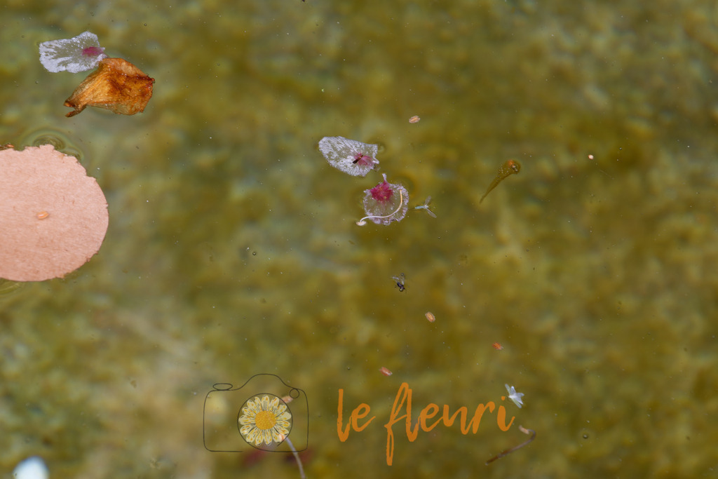 Wie viele Blütenblätter haben wir noch? | Dies ist der Shop von Florian Blum - le fleuri. Langenthal, Bern, SchweizSie können hier meine oder ihre eigenen Fotos als Fotoprodukte kaufen. Tassen, Schlüsselanhänger, Taschen etc. können Sie hier gestalten.  - Realisiert mit Pictrs.com