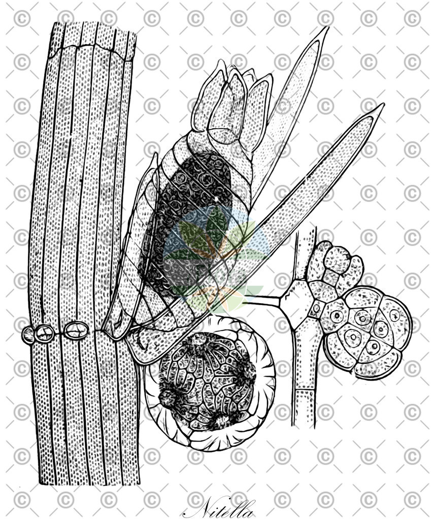 HistAbb_64GQ_1_ENZY_Simple | Historische Abbildung von Nitella - Characeae (0) | Historical Illustration of Nitella - Characeae (0)