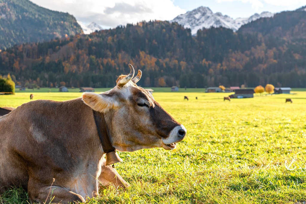 20251024-EAF_6601 | Eilun-Art-Fotografie Levke Martens, ihre Fotografin für Immobilien- und Landschaftsfotografie auf Föhr, Föhrer Motive als Poster, Leinwand, hinter Acrylglas oder stelle dir deinen eigenen Monatskalender zusammen, mit nur einem Klick