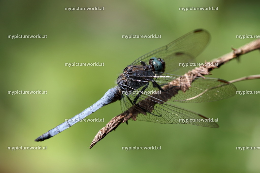 Südlicher Blaupfeil-027 | Das Bilderarchiv über Tiere, Planzen und Landschaften. In der Bilddatenbank finden Sie ein große Auswahl an hochwertigen Bilder für Ihre Werbung - Realisiert mit Pictrs.com