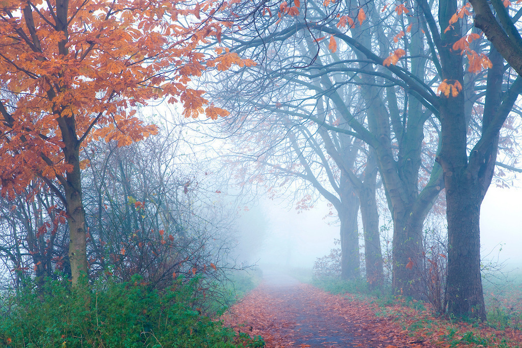 101116-114 | Europa, DEU, Deutschland, Nordrhein Westfalen, NRW, Rheinland, Niederrhein, Krefeld, Naturschutzgebiet Huelser Bruch, Herbst, Nebel, Baeume, Weg, Kategorien und Themen, Natur, Umwelt, Landschaft, Jahreszeiten, Stimmungen, Landschaftsfotografie, Landschaften, Landschaftsphoto, Landschaftsphotographie, Wetter, Wetterelemente, Wetterlage, Wetterkunde, Witterung, Witterungsbedingungen, Wettererscheinungen, Meteorologie, Wettervorhersage....[Fuer die Nutzung gelten die jeweils gueltigen Allgemeinen Liefer-und Geschaeftsbedingungen. Nutzung nur gegen Verwendungsmeldung und Nachweis. Download der AGB unter http://www.image-box.com oder werden auf Anfrage zugesendet. Freigabe ist vorher erforderlich. Jede Nutzung des Fotos ist honorarpflichtig gemaess derzeit gueltiger MFM Liste - Kontakt, Uwe Schmid-Fotografie, Duisburg, Tel. (+49).2065.677997, ..archiv@image-box.com, www.image-box.com] - Realisiert mit Pictrs.com