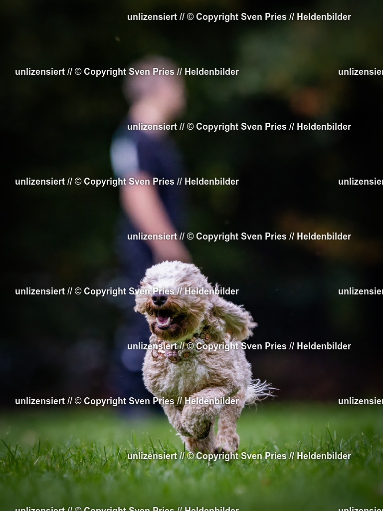 Sven Pries | 2024-10-19 - Hunderennen Ober-Grombach - Realisiert mit Pictrs.com