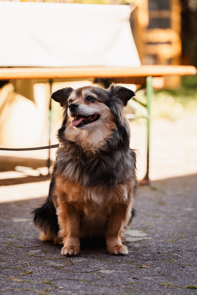 20260426-91 | MuT (Mensch und Tier) mit Mona - Fotografie und Tierkommunikation - Realisiert mit Pictrs.com