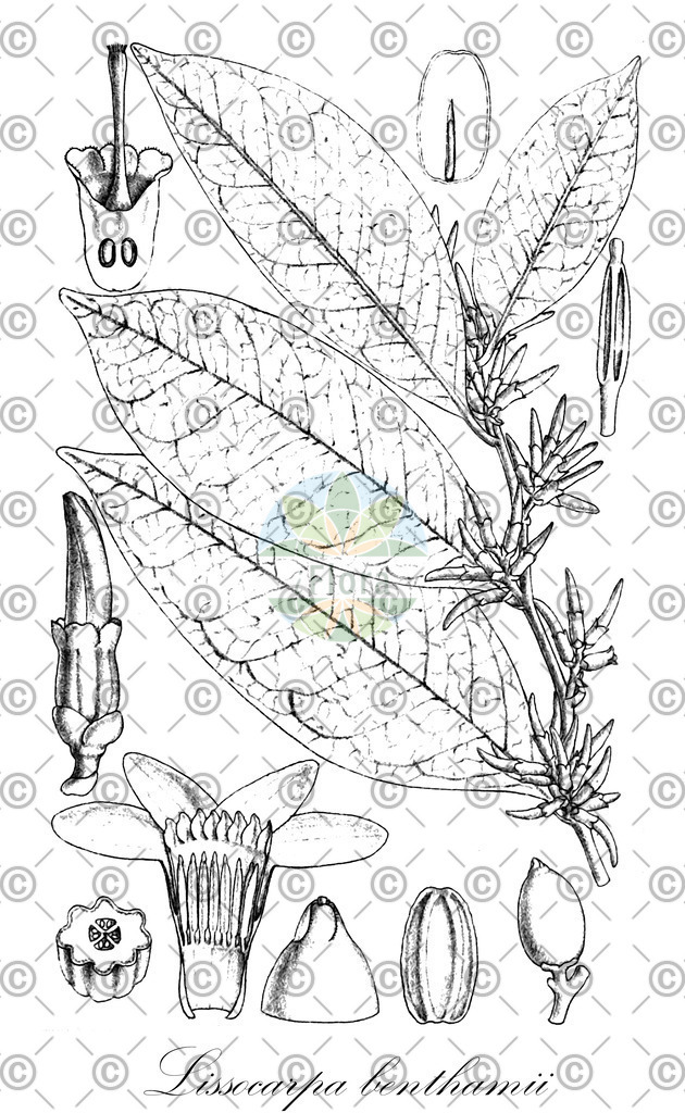 HistAbb_wfo-0000446283_1_ENZY_Simple | Historische Abbildung von Lissocarpa benthamii - Ebenaceae | Historical Illustration of Lissocarpa benthamii - Ebenaceae
