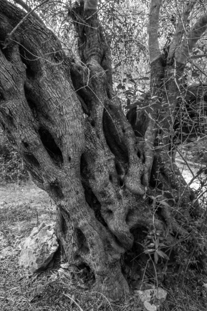 Olive Baum / Olea europaea, Olivia / Olive tree | Kreative Fotografie von Fotoloft-MaciejRusinek aus Frankfurt am Main. Große Motivauswahl in individuell ausgewählten Formaten auf unterschiedlichen Materialien. Bestellen bequem online.
Preise sind variable, je nach Material und Größe. 
 - Realisiert mit Pictrs.com