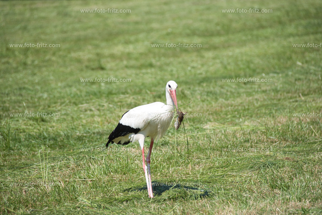 JUN_5374 | www.foto-fritz.com - Realisiert mit Pictrs.com