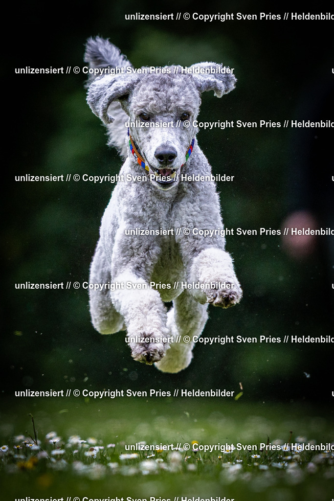 Sven Pries | 2025-05-29 - Pudelrennen KA-Durlach - Realisiert mit Pictrs.com