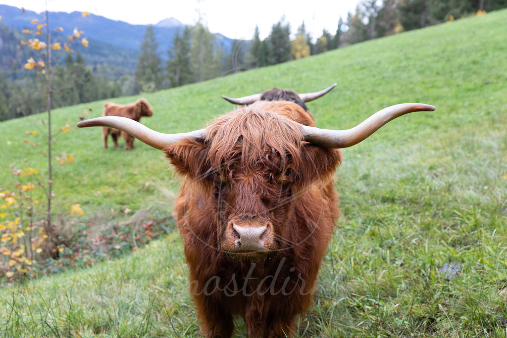 Hochlandrind_2_Mostdirn_Irmgard_Wieser-2 | Ihre Fotografin im Lungau, ihre Fotografin im Mostviertel, Wandbilder Onlineshop, Imagefotos für Ihr Unternehmen,  - Realisiert mit Pictrs.com