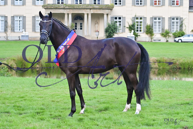 40 Royal-Hope DE 433330039820 Total Hope - Danciano DSC_1625 | <meta name="description" content="★Offizieller Merchandise und Foto-/Videostore des Oldenburger Verbandes.★ ✅Jetzt auch digital Ausdrucke erhältlich." />
<meta name="keywords" content="Merchandise Foto-/Videostore Oldenburger Verband Photographie 