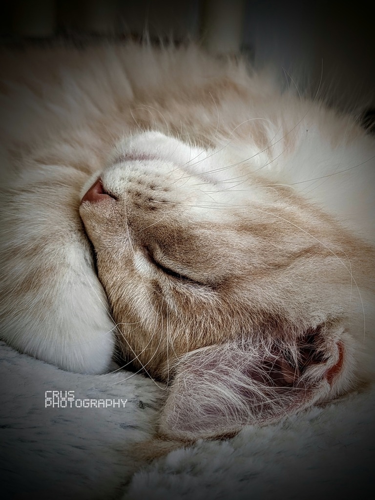 Photo_1665350601109 | crus-photography